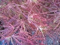 Klon palmowy  (Acer palmatum) Villa Taranto